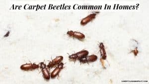 Are-Carpet-Beetles-Common-In-Homes