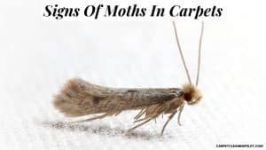 Signs-Of-Moths-In-Carpets-3