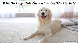 Why-Do-Dogs-Rub-Themselves-On-The-Carpet