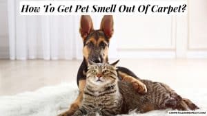 How-To-Get-Pet-Smell-Out-Of-Carpet