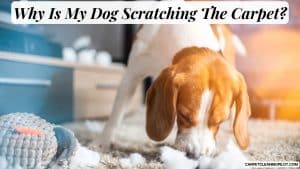 Why-Is-My-Dog-Scratching-The-Carpet