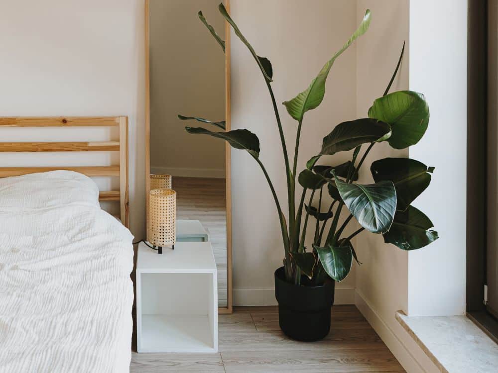 19 Timeless Interior Design Ideas 2024-Biophilic Design